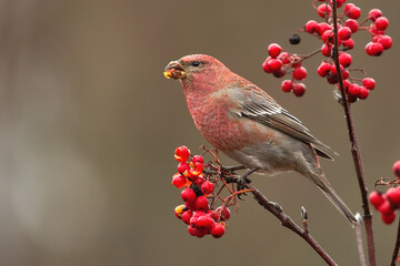 Pine grosbeak (Pinicola enucleator) male feeding on rowan berries.