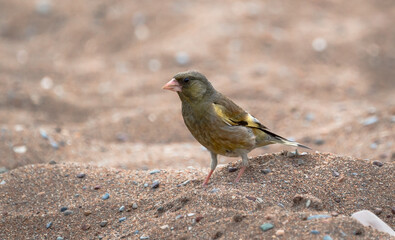 The greenfinches are small passerine birds in the genus Chloris .walking on the sand by the sea