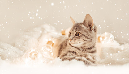 Adorable tabby kitten cat sits on a knitted blanket. 2022. Christmas and Happy New Year domestic...