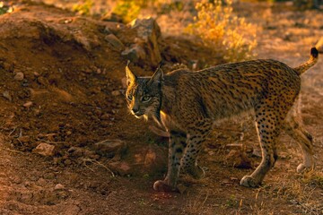Iberian Lynx watching in Castilla La Mancha, Spain.
