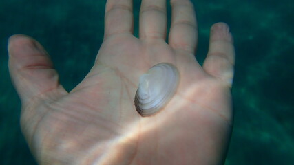 Seashell of bivalve mollusc Red tellin (Bosemprella incarnata) on the hand of a diver, Aegean Sea, Greece, Halkidiki