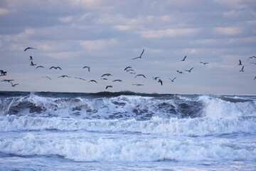 荒海の上を飛ぶカモメ