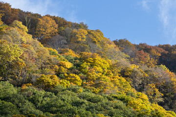 山の紅葉