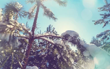 Badkamer foto achterwand Frozen tree © Galyna Andrushko
