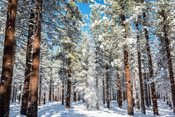 Fototapeta premium Winter forest