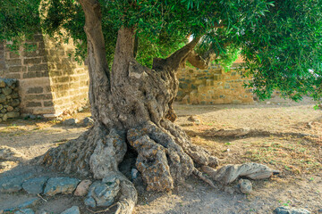 Old olive tree trunk, roots and branches