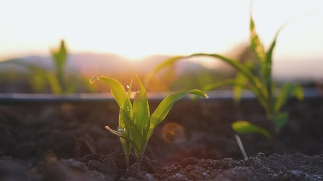young maize corn plant in cornfield plantation with the sun shines in the evening, animal feed agricultural industry, low angle shot