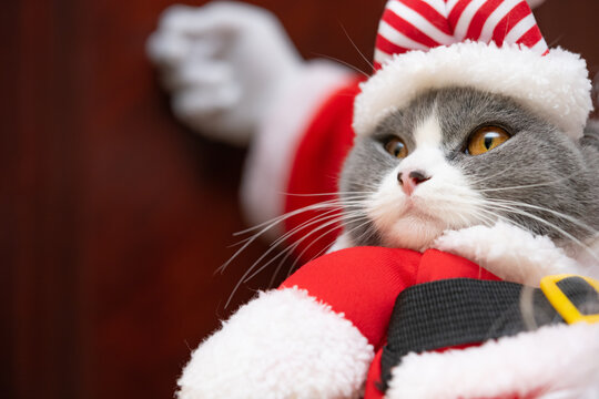 Santa Claus Holding A Dressed Cat And Knocking The Door