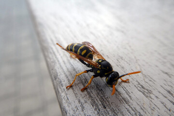 Polistes dominula,Französische Feldwespe