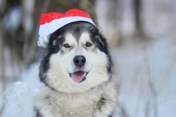 A Malamute dog in a Santa Claus hat