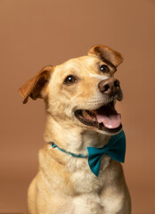 Portrait of  a dog in the studio with brown background