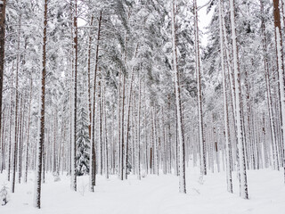 Fototapeta premium Forest with lot of snow, pine trees in snow