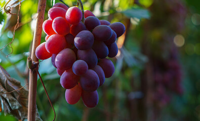 Grape tree and pink grapes
