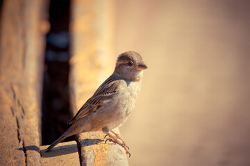 Little cute sparrow sitting on a wood brunch. Closeup portrait of bird in natural environment