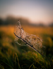 dew on a spiderweb in the morning