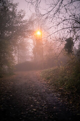 evening in the forest with streetlamp