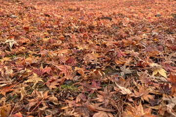 奈良公園の落ち葉