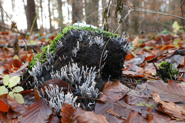 Wei&szlig;e Korallenpilze auf totem Holz