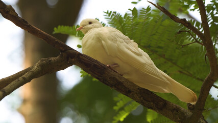 white parrot in the tree