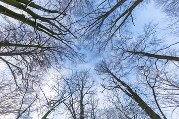 Wide angle nature landscape.View of the tops trees in winter forest from the ground under blue sky.