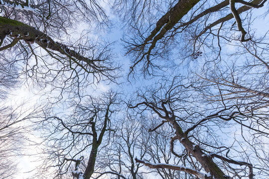 View of the tops trees in winter forest from the ground under blue sky. Wide angle nature landscape.