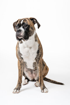 Isolated image of a germam boxer dog