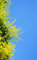 Frame for text. Blooming yellow branches against the blue sky. Spring. Greeting card. Copy space.