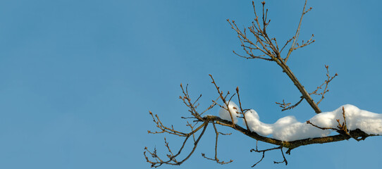 Leafless oak tree branch covered with snow against blue sky. Background with copy space.