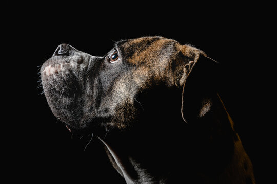 Isolated image of a germam boxer dog