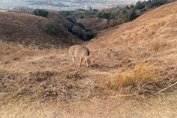 どんぐりを食べる若草山の鹿