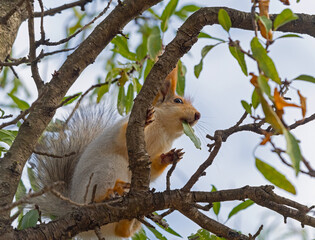 Red cute squirrel with long ears