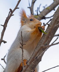 Red cute squirrel with long ears