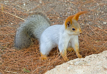 Red cute squirrel with long ears