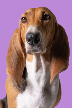 Adult French basset artesien normand sitting and seen from the front isolated on a purple background