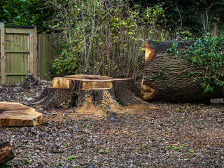 tree stump