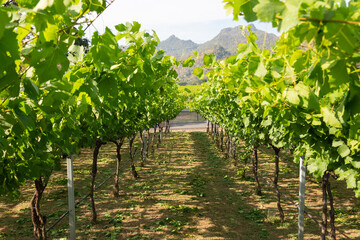 Fototapeta na wymiar Perspective landscape view of footpath or lane in grape cultivation in summer for wine production shows beautiful rows of grape trees with mountains and clear blue sky as background.