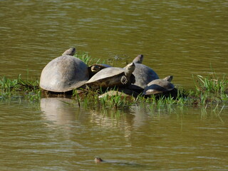 Turtles in the pond