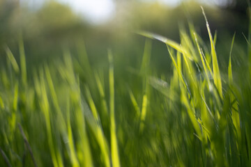 Green spring grass in sunlight horizontal background and blurred foliage bokeh in sunny summer day in park