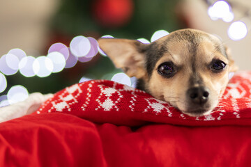 christmas puppy,small pet on background of a christmas tree and lights,pet food and veterinary clinics festive concept