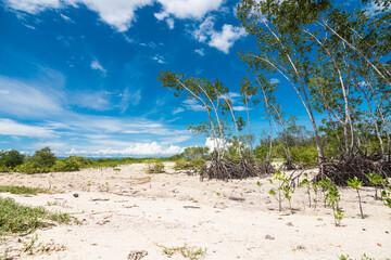 Young Mangrove trees at the coastline of Loon, Bohol. A product of ground uplift due to the 2013...