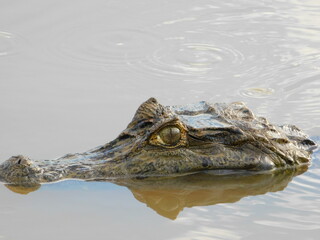 crocodile in the water