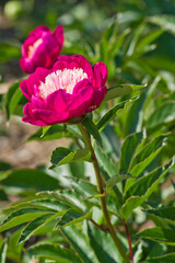 ン　The name of this peony is Velvet Queen.
Scientific name is Paeonia lactiflora.