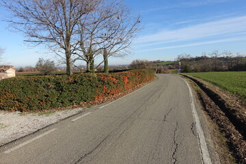 siepe campestre con frutti  colore arancioni