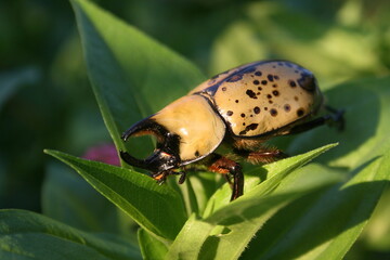 Scarab Beetle 2021 II