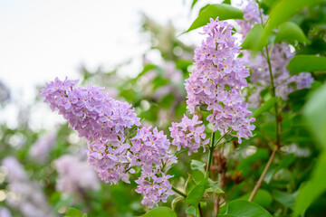 Blooming spring flowers. Beautiful flowering flowers of lilac tree. Spring concept. The branches of lilac on a tree in a garden.