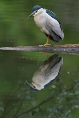 The black-crowned night heron (Nycticorax nycticorax)