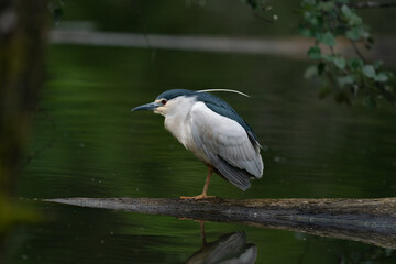 The black-crowned night heron (Nycticorax nycticorax)