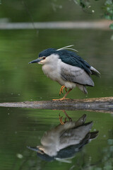 The black-crowned night heron (Nycticorax nycticorax)