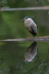 The black-crowned night heron (Nycticorax nycticorax)