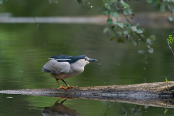 The black-crowned night heron (Nycticorax nycticorax)